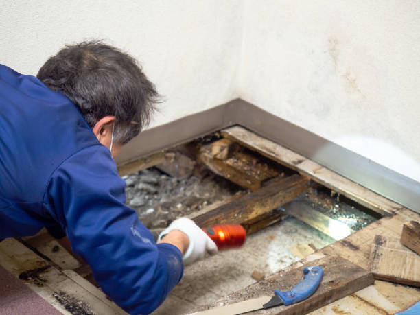 Certified Mold Removal in Chesterfield, IN