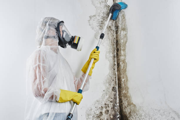 Best Emergency Mold Removal  in Chesterfield, IN