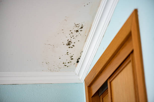 Best Best Mold Removal Companies  in Chesterfield, IN