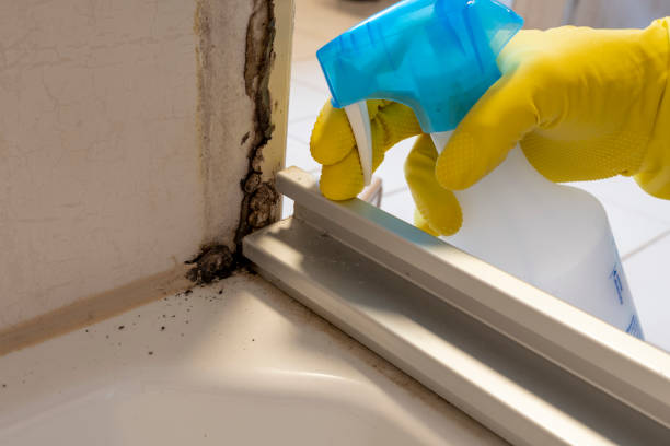 Professional Mold Removal in Chesterfield, IN