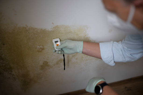 Best Mold Inspection  in Chesterfield, IN