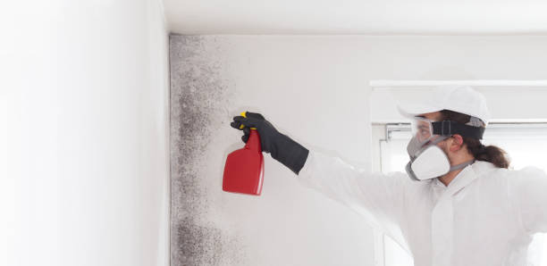 Best Mold Removal Company Near Me  in Chesterfield, IN