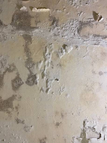 Best Certified Mold Removal  in Chesterfield, IN