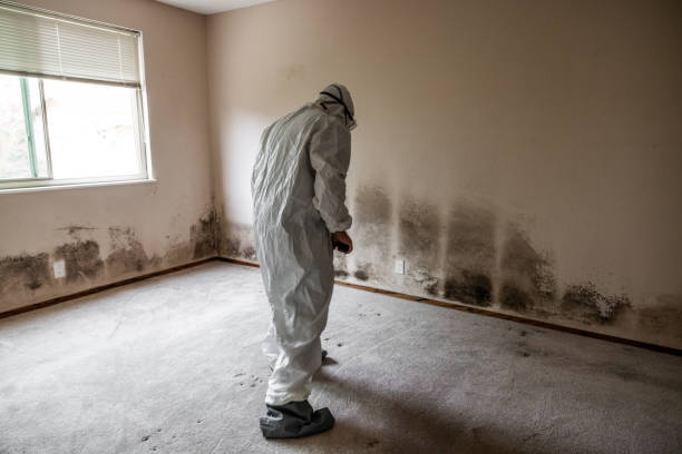 Best Toxic Mold Removal  in Chesterfield, IN