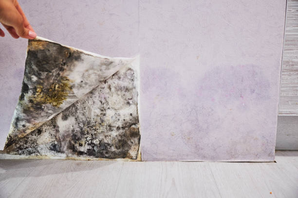 Best Mold Removal Company Near Me  in Chesterfield, IN